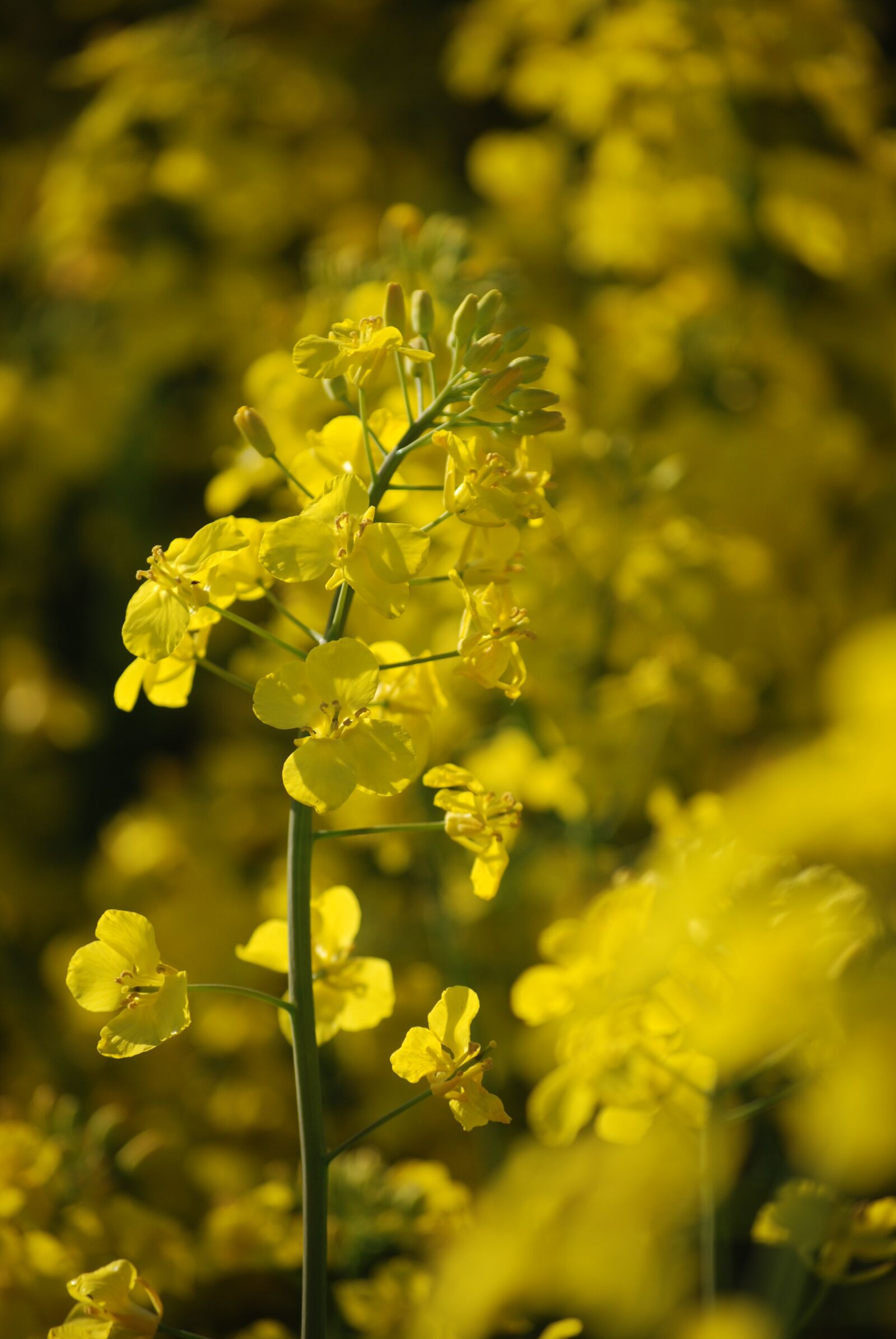 Nikon D80 sample photo. Rabs, rabsblüte, field photography