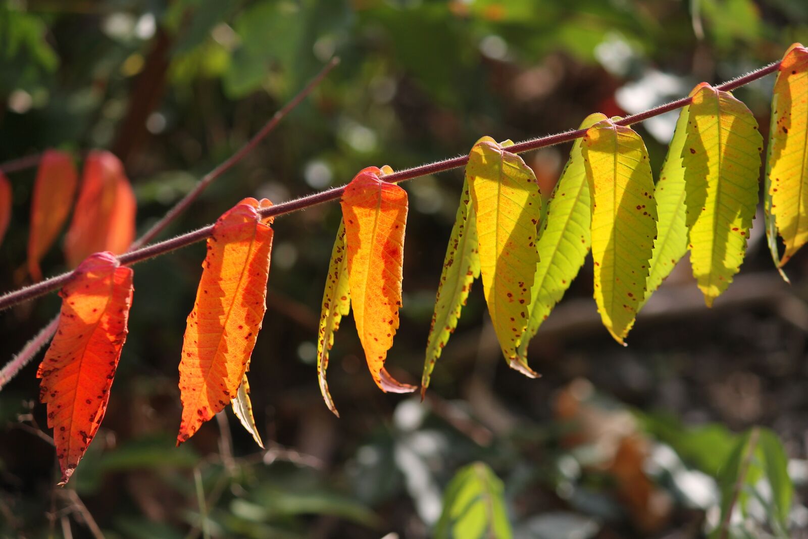 Canon EOS 1100D (EOS Rebel T3 / EOS Kiss X50) sample photo. Fall leaves, fall foliage photography