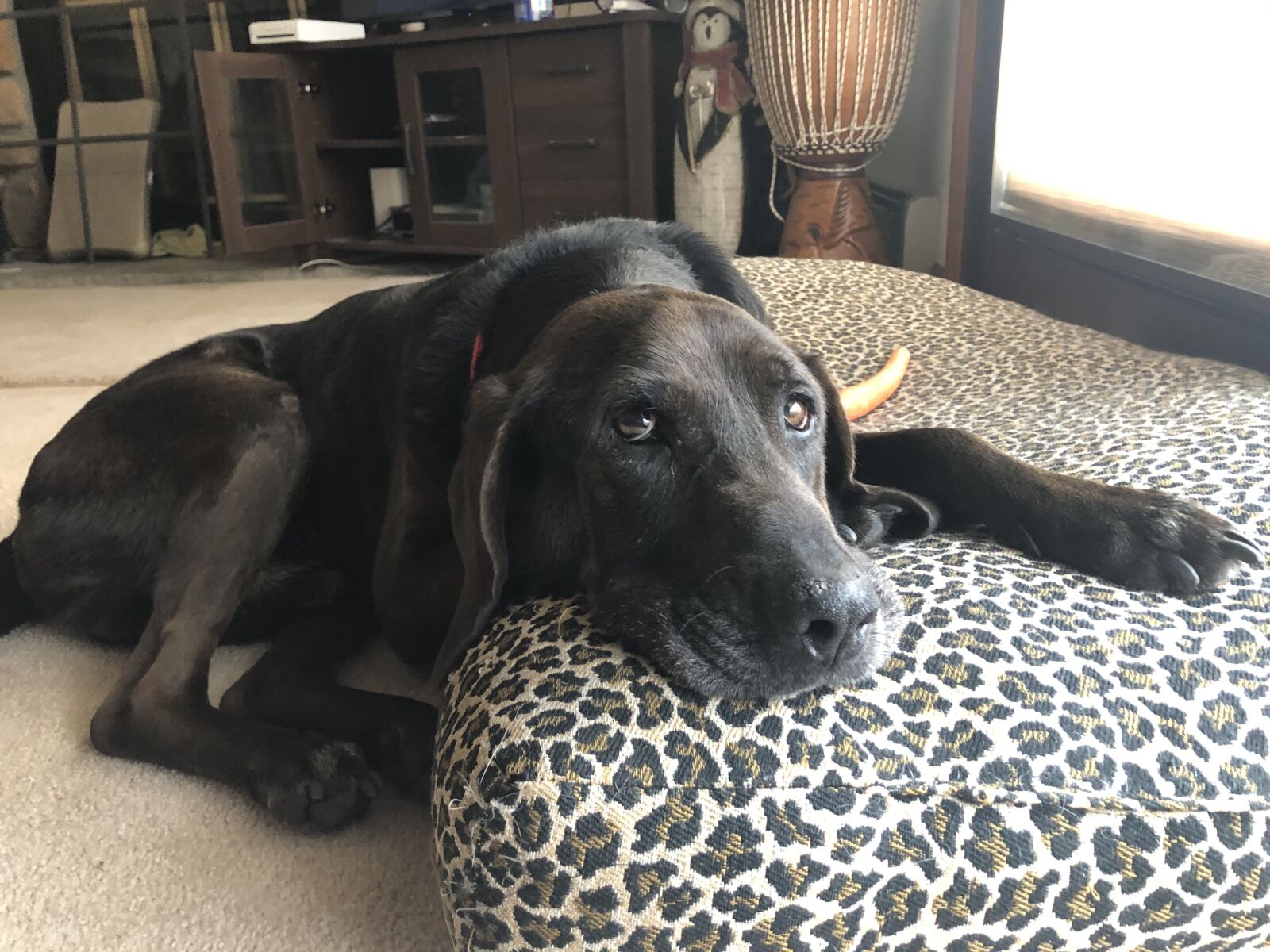 iPhone 8 back camera 3.99mm f/1.8 sample photo. Dog, retriever, animal photography