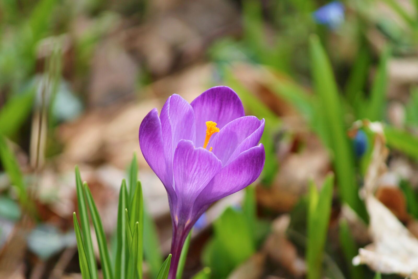 Canon EOS 1100D (EOS Rebel T3 / EOS Kiss X50) sample photo. Crocus, spring, lenz photography