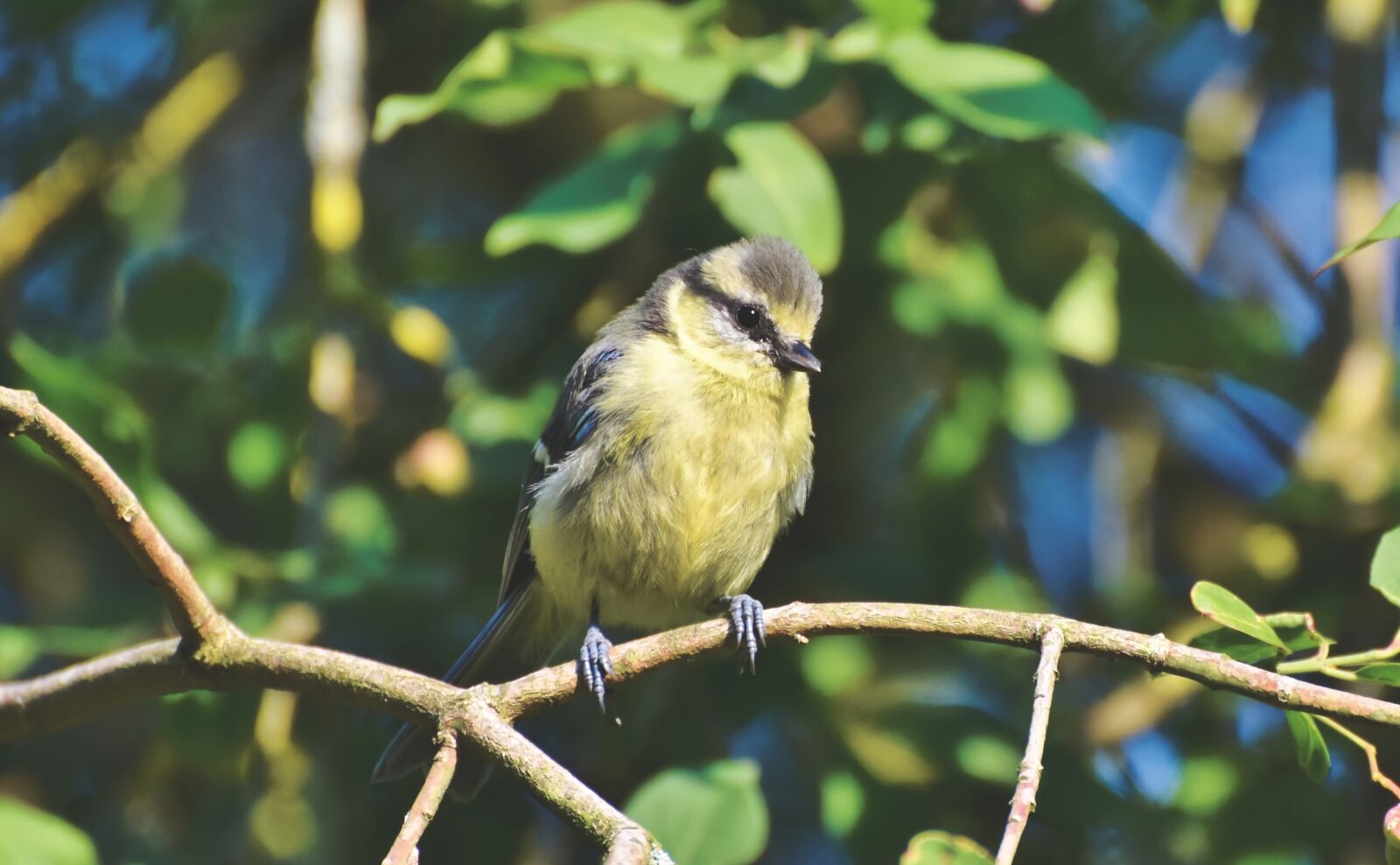 Nikon D7200 sample photo. Tit, songbird, bird photography