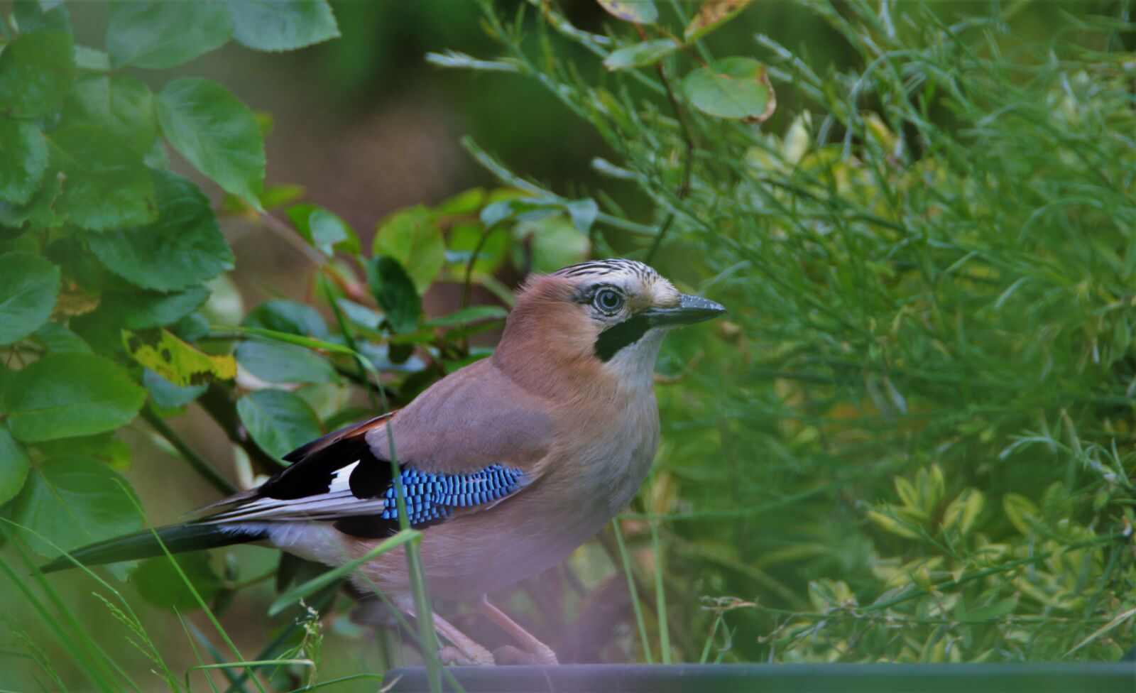 Tamron SP 150-600mm F5-6.3 Di VC USD sample photo. Jay, bird, songbird photography