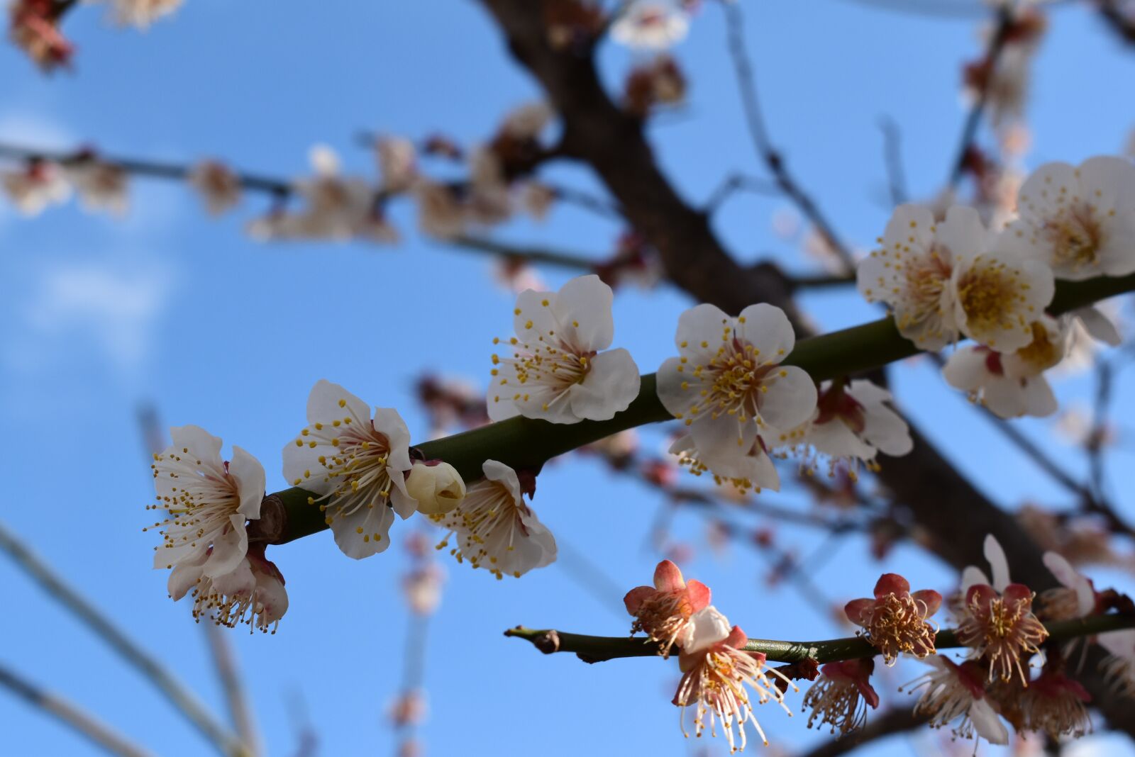 Nikon D5600 sample photo. Japan, cherry blossom, sakura photography