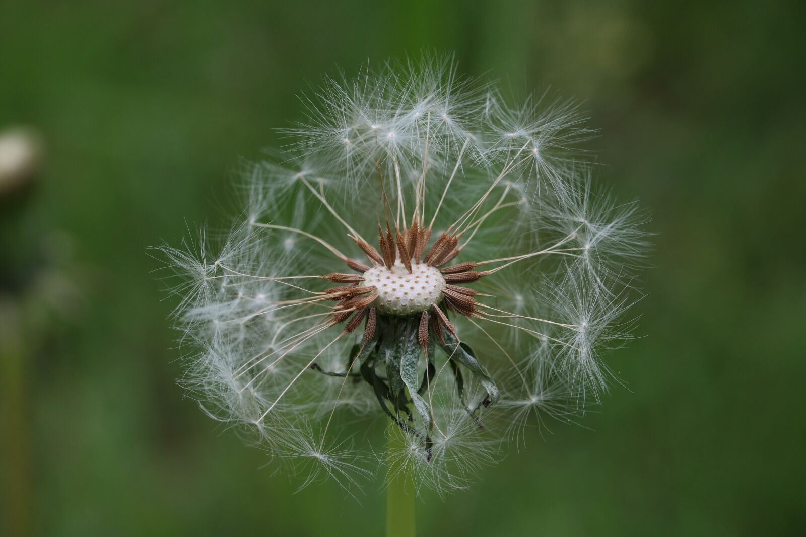 Canon EOS 750D (EOS Rebel T6i / EOS Kiss X8i) sample photo. Dandelion, mr hall, seeds photography