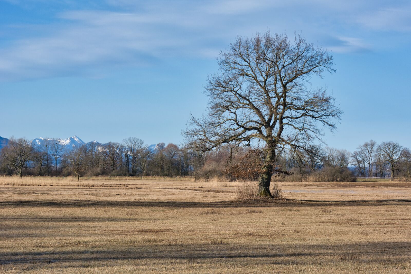Nikon D7100 sample photo. Tree, individually, autumn photography