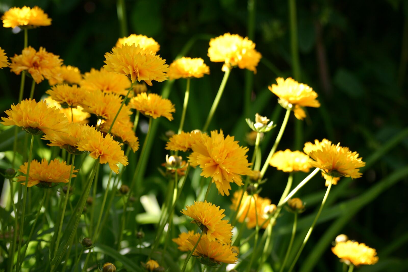 Canon EOS 300D (EOS Digital Rebel / EOS Kiss Digital) sample photo. Yellow flowers, garden, spring photography