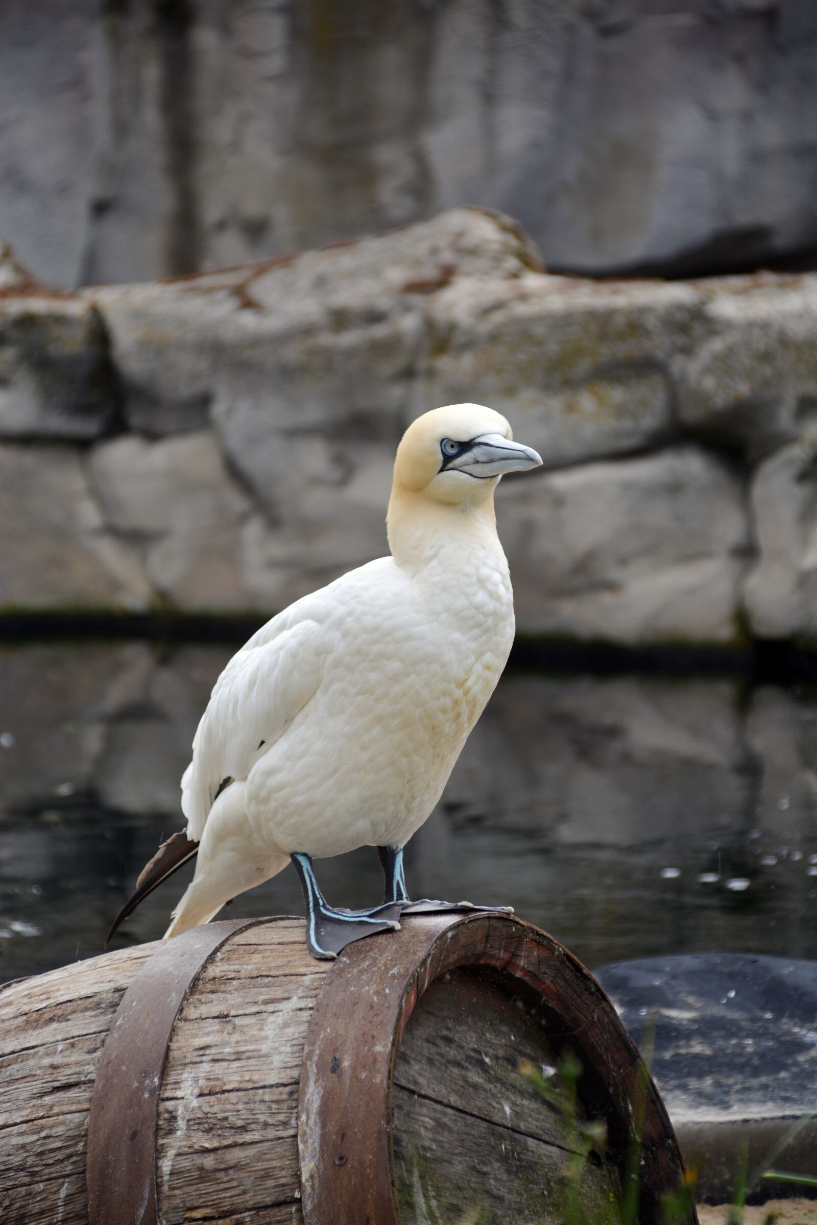 Nikon D5200 sample photo. Northern gannet, bird, animal photography