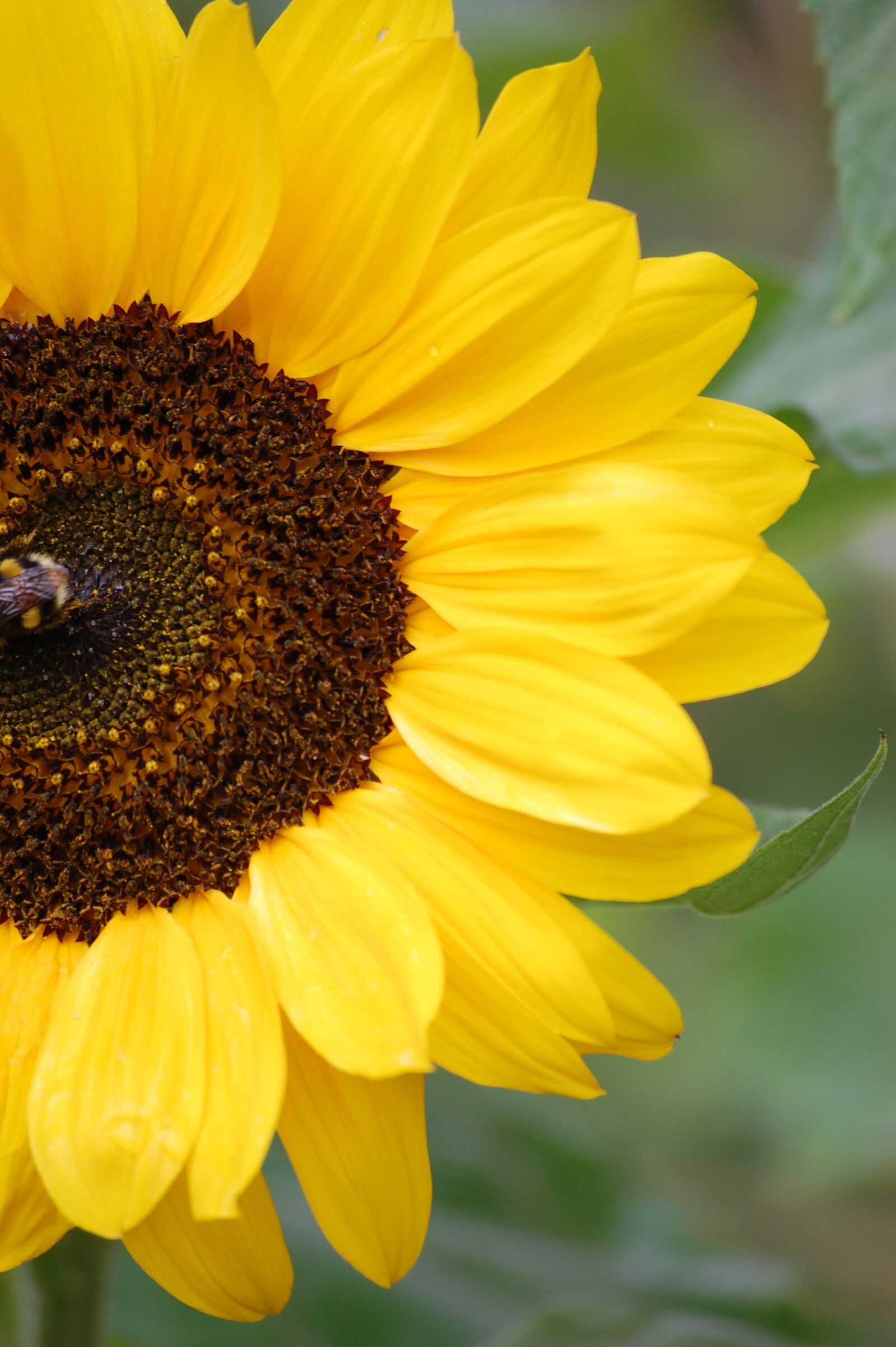 Nikon D40 sample photo. Summer, nature, sunflower photography