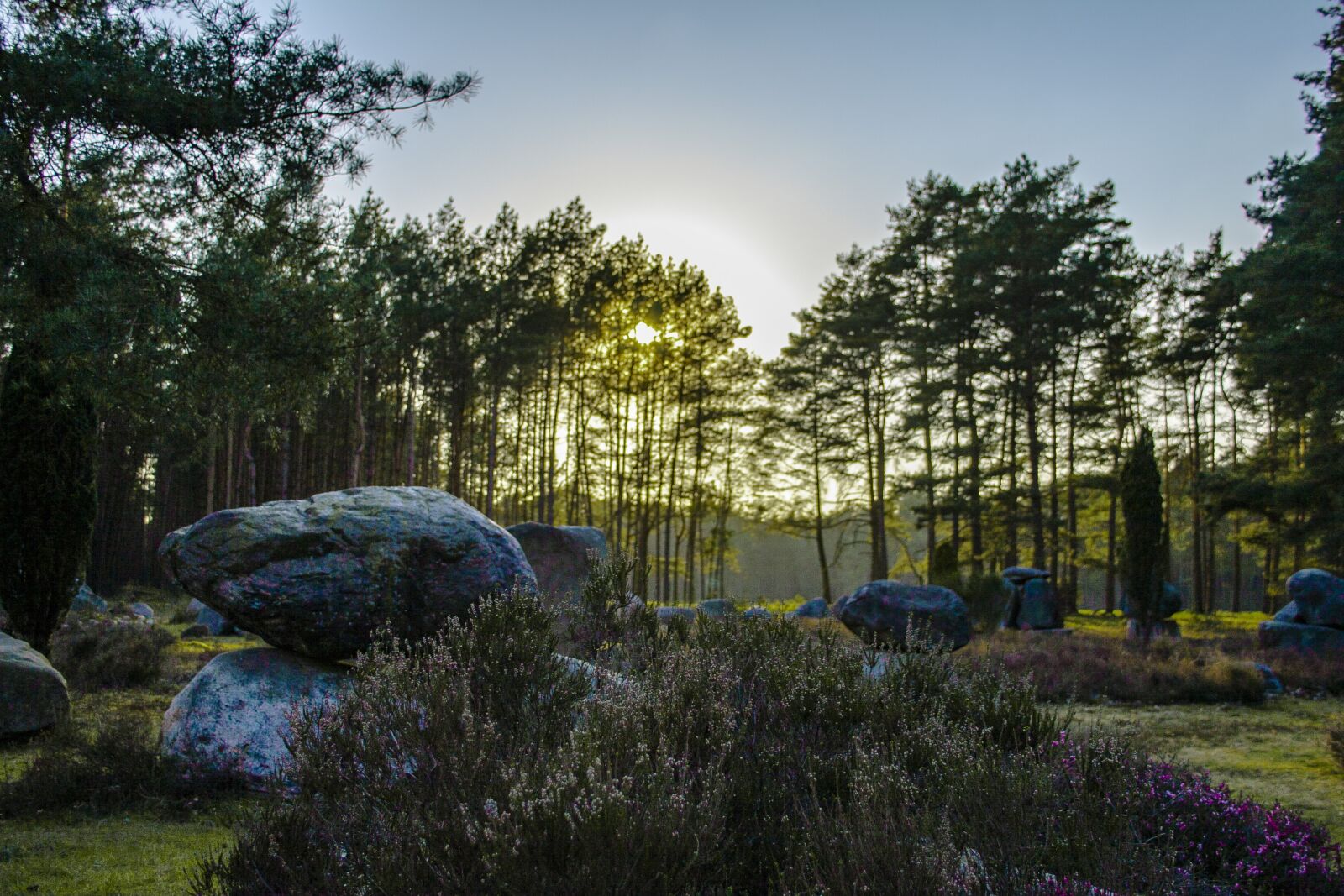 Canon EOS 20D sample photo. Heide, mood, mystical photography