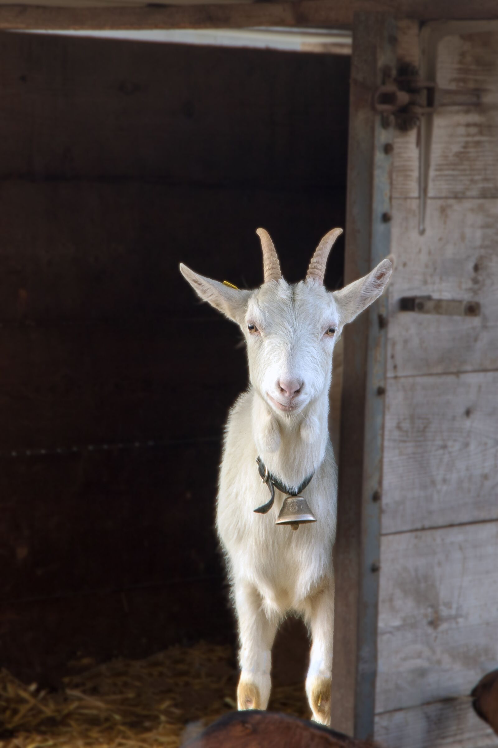 Canon EOS 6D Mark II sample photo. Goat, geiss, white photography