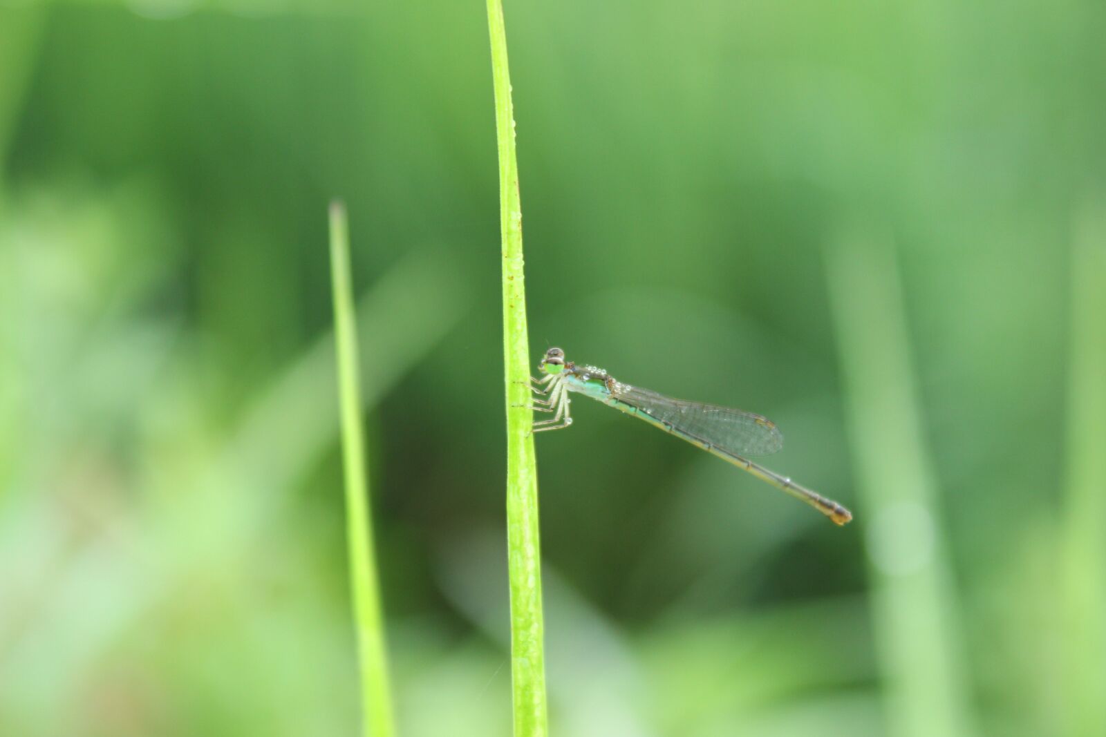 Canon EOS 600D (Rebel EOS T3i / EOS Kiss X5) sample photo. Dragonfly, green, grass photography
