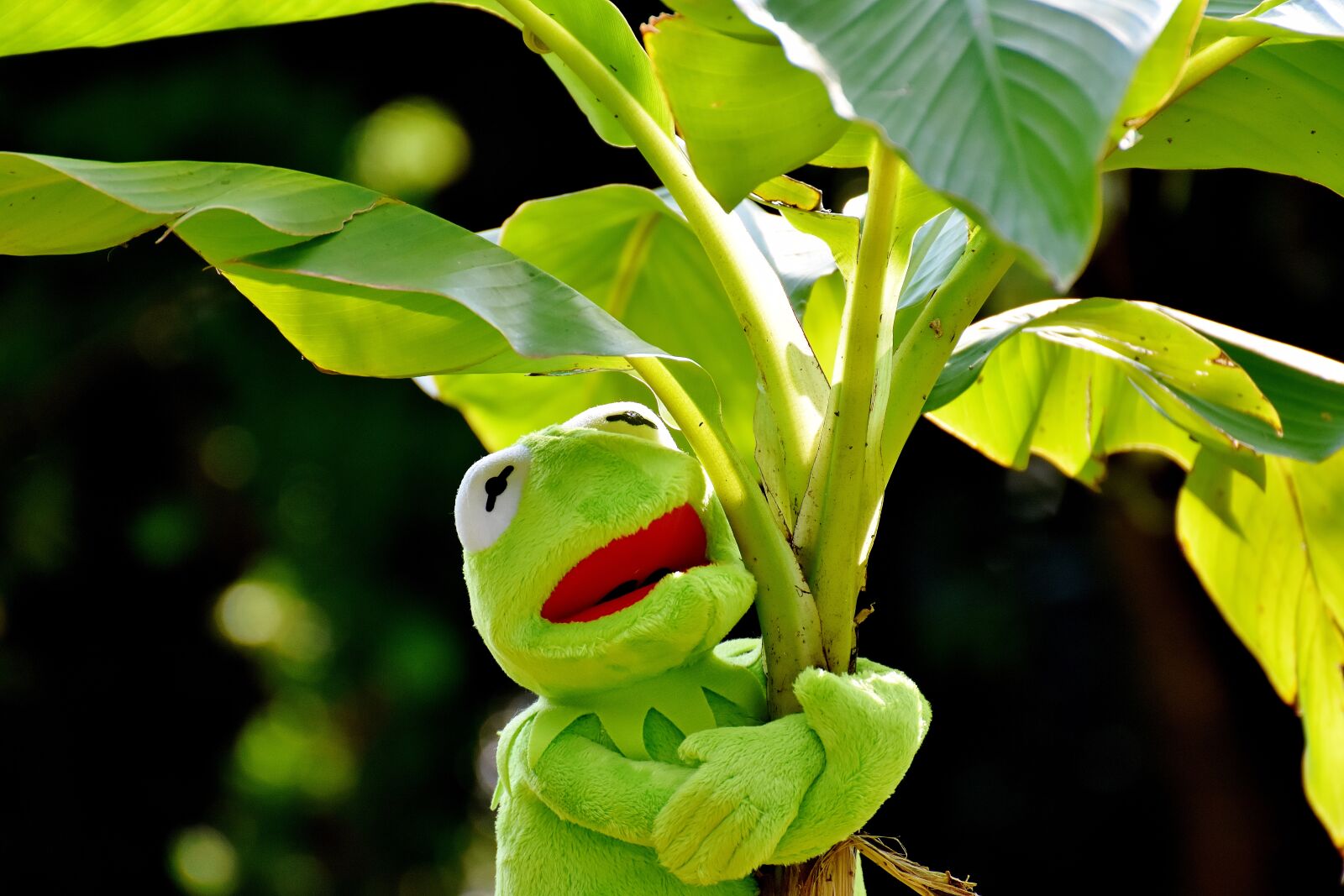 Nikon D7200 sample photo. Exasperate, kermit, frog photography