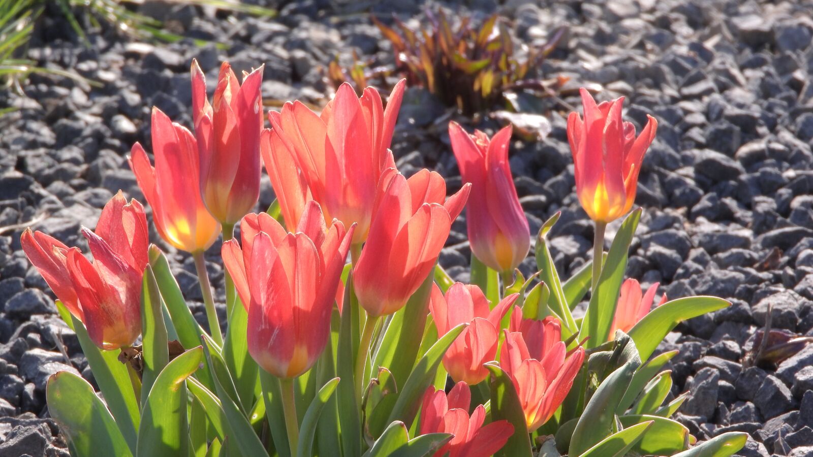 Nikon Coolpix P610 sample photo. Tulip, garden, bed photography