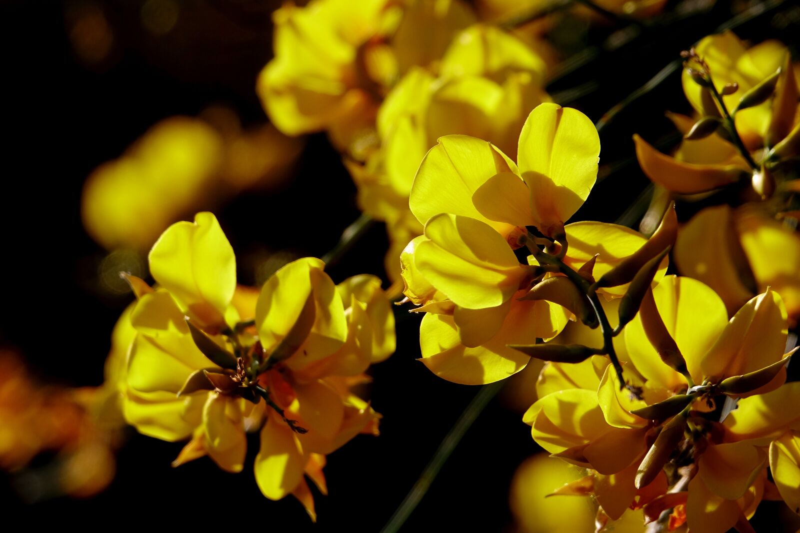 Sony Cyber-shot DSC-RX10 III sample photo. Flower, nature, plant photography