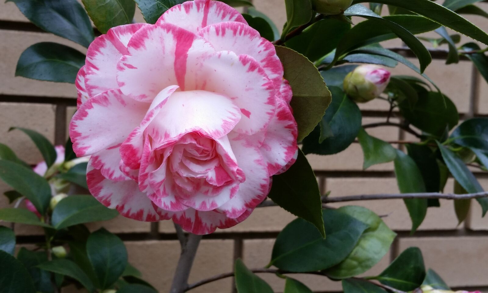 Samsung Galaxy S5 sample photo. Camellia, flower, striped photography