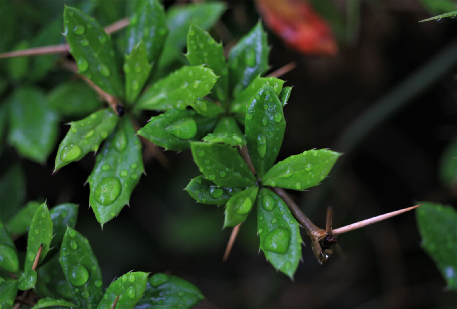 Canon EF-S 35mm F2.8 Macro IS STM sample photo. Barberries, bush, sting photography