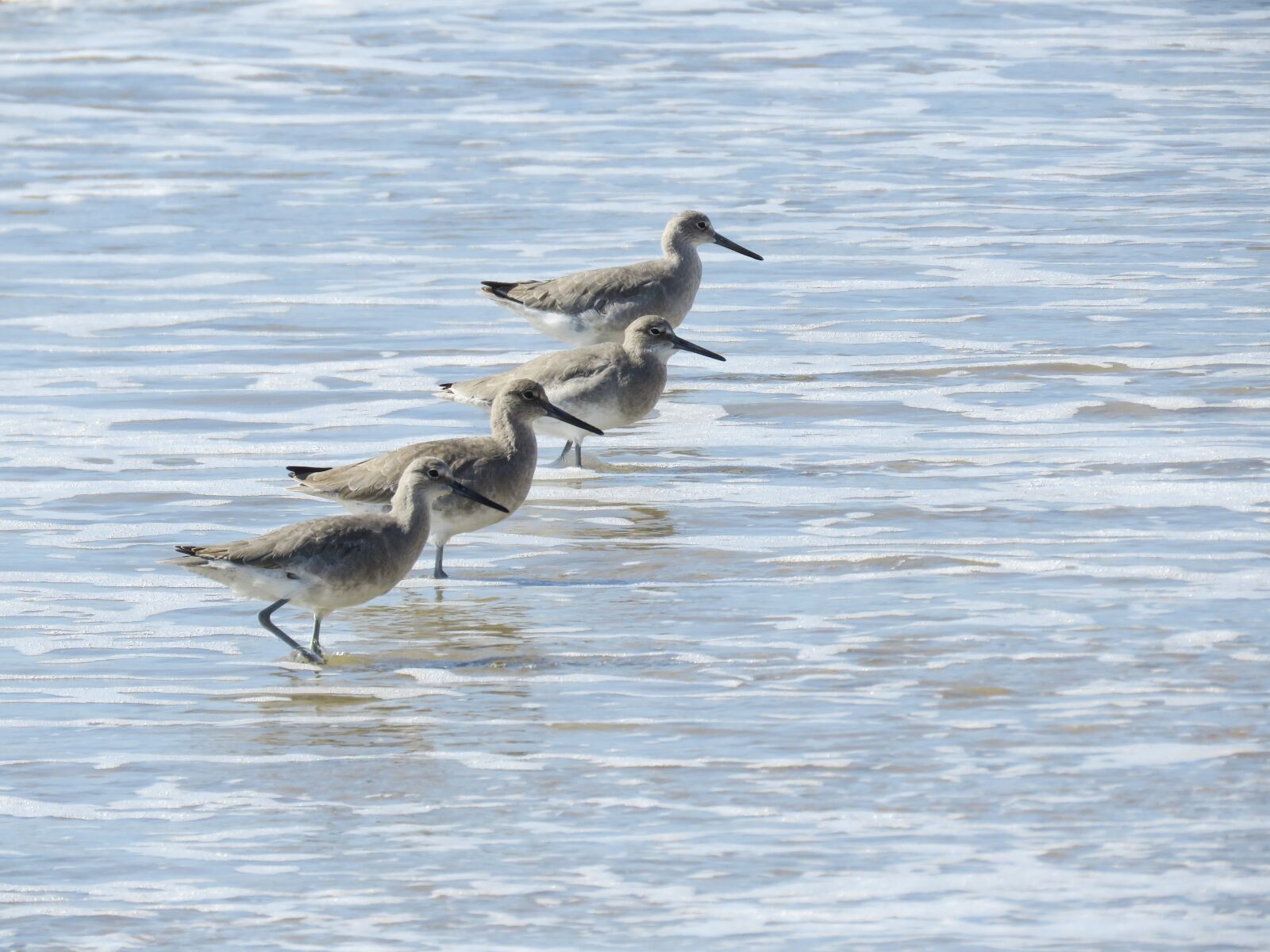 Canon PowerShot SX60 HS sample photo. Sanderlings, ocean, tide photography