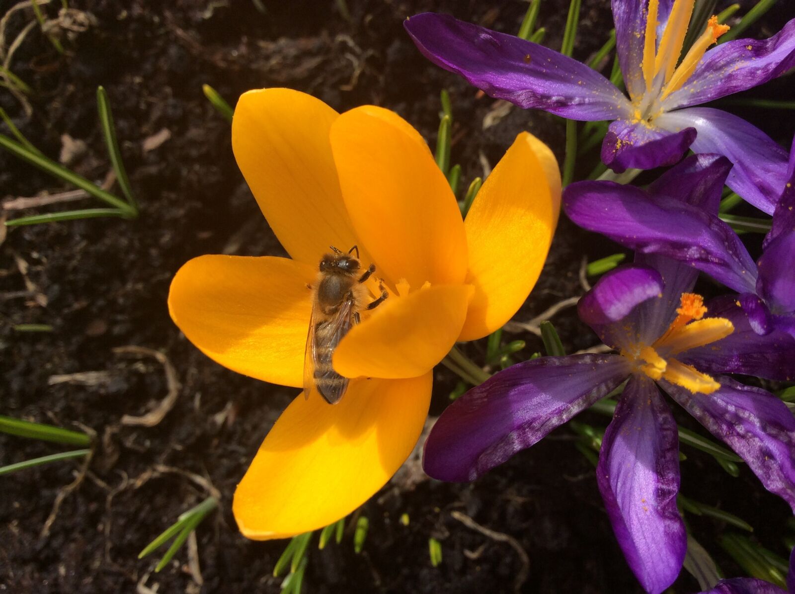 Apple iPad Air sample photo. Crocus, bee, spring photography