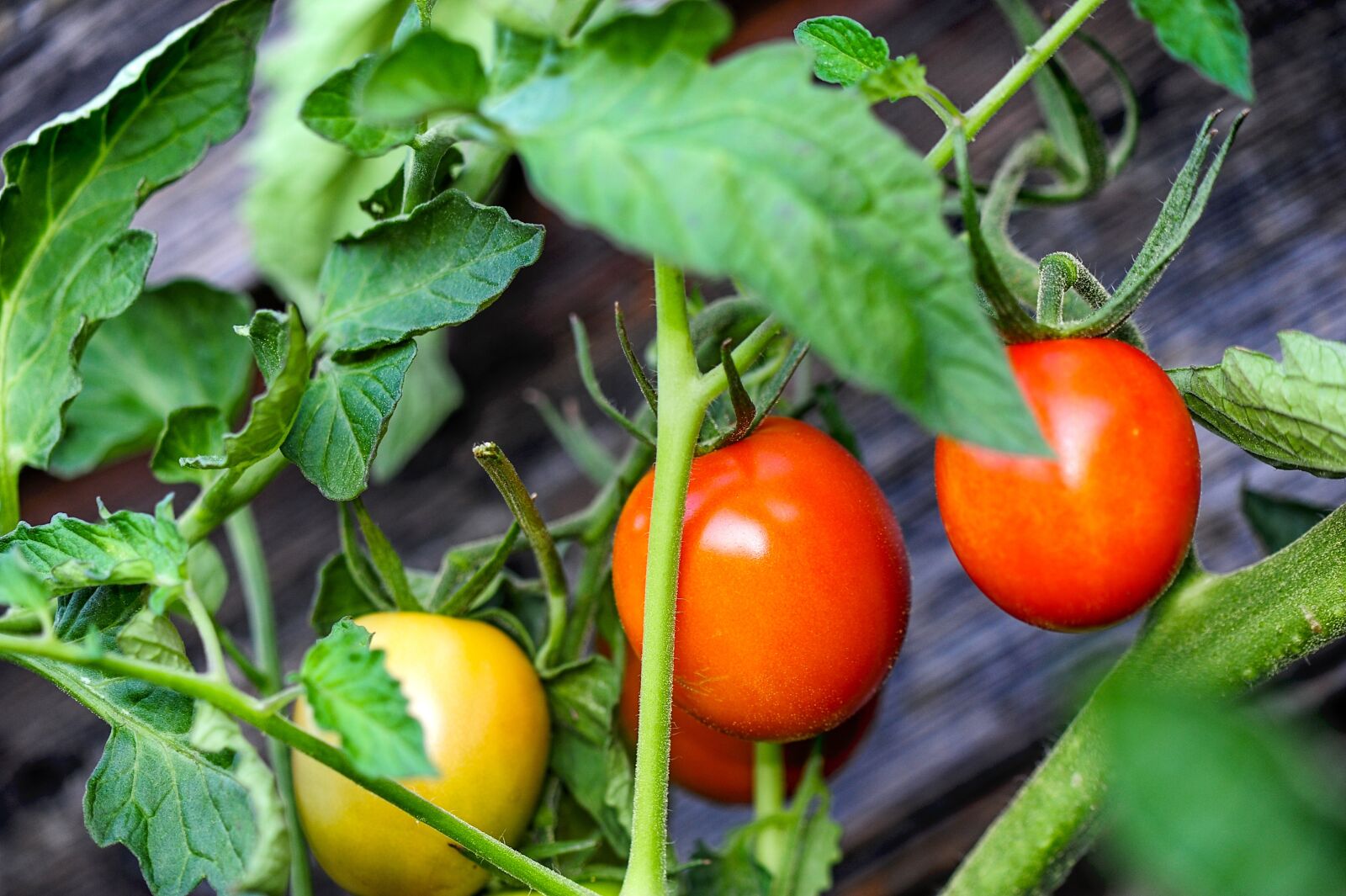 Nikon D700 sample photo. Tomatoes, red, food photography