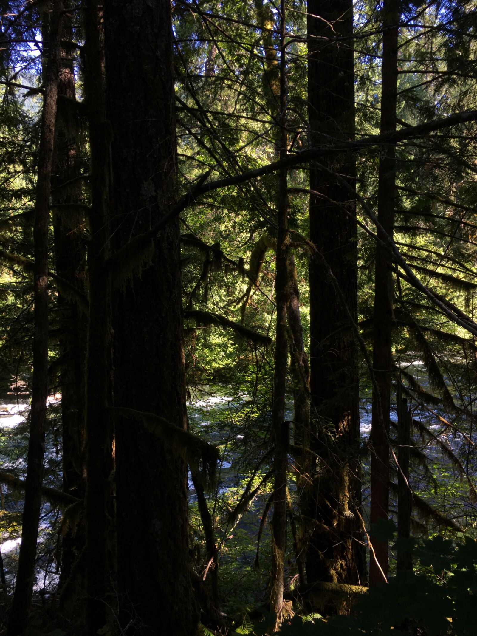 iPhone 6s back camera 4.15mm f/2.2 sample photo. Mckenzie river, oregon, woods photography