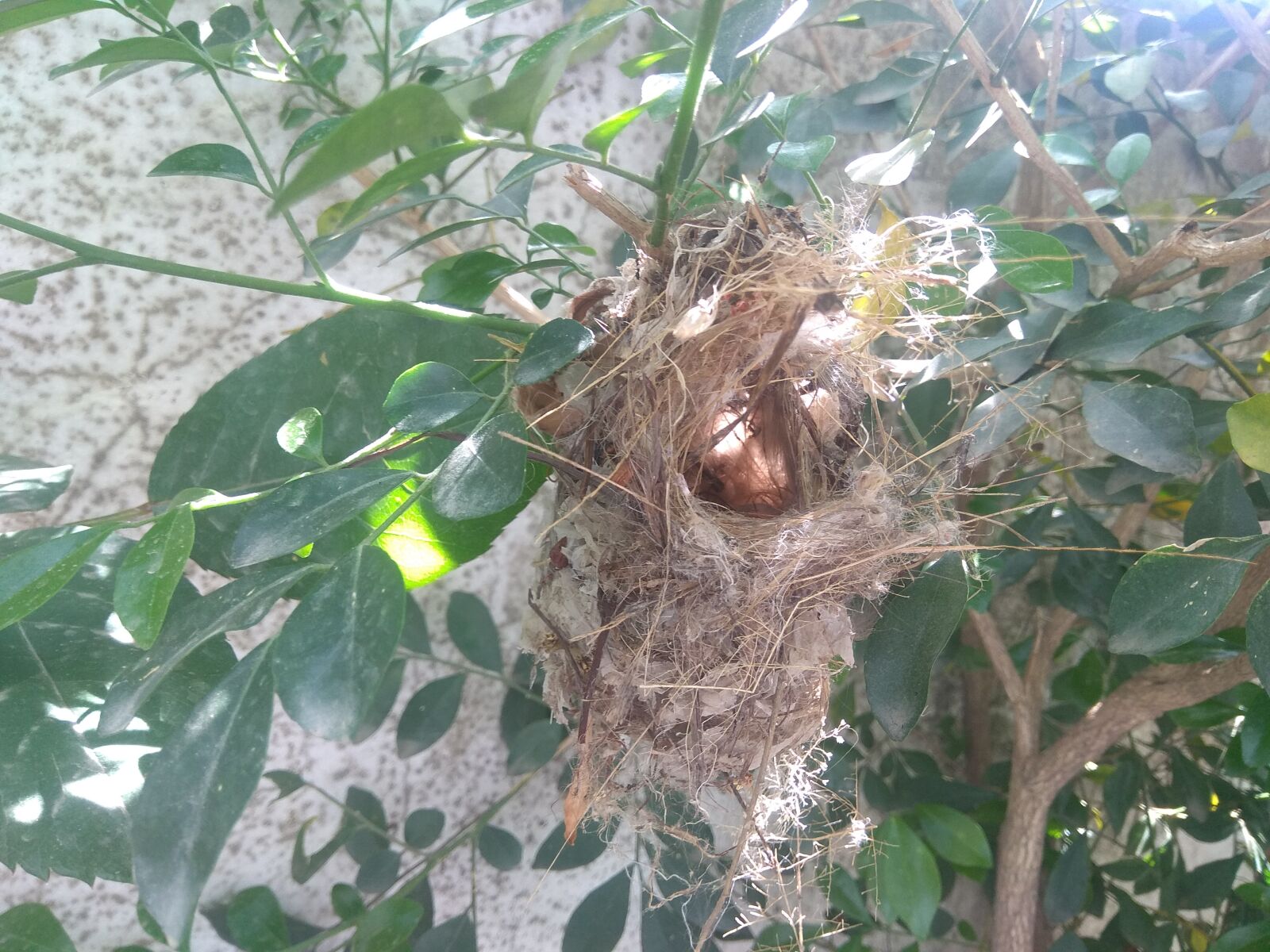 Xiaomi Redmi Note 4 sample photo. Bird, nest, nature photography