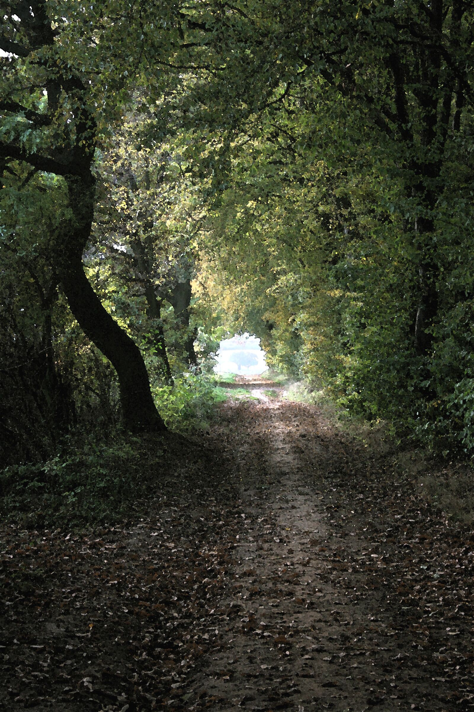 Canon EOS 400D (EOS Digital Rebel XTi / EOS Kiss Digital X) sample photo. Forest, forest path, artistically photography