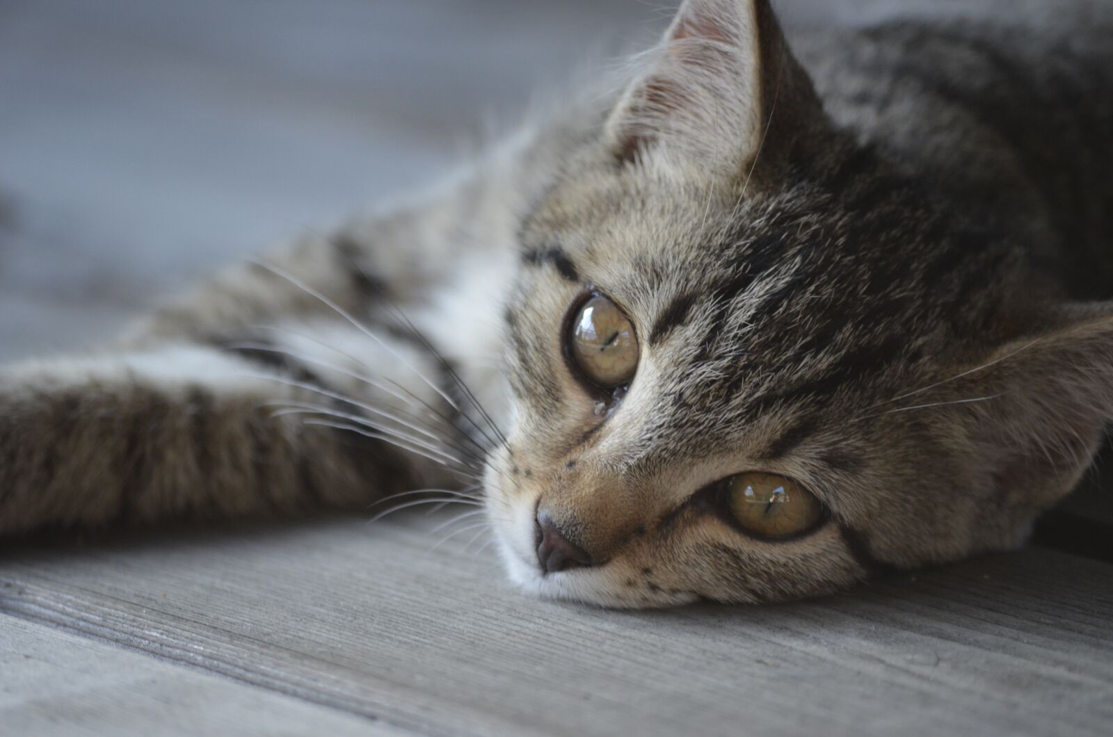 Nikon D5100 sample photo. Cat, tiger, domestic cat photography