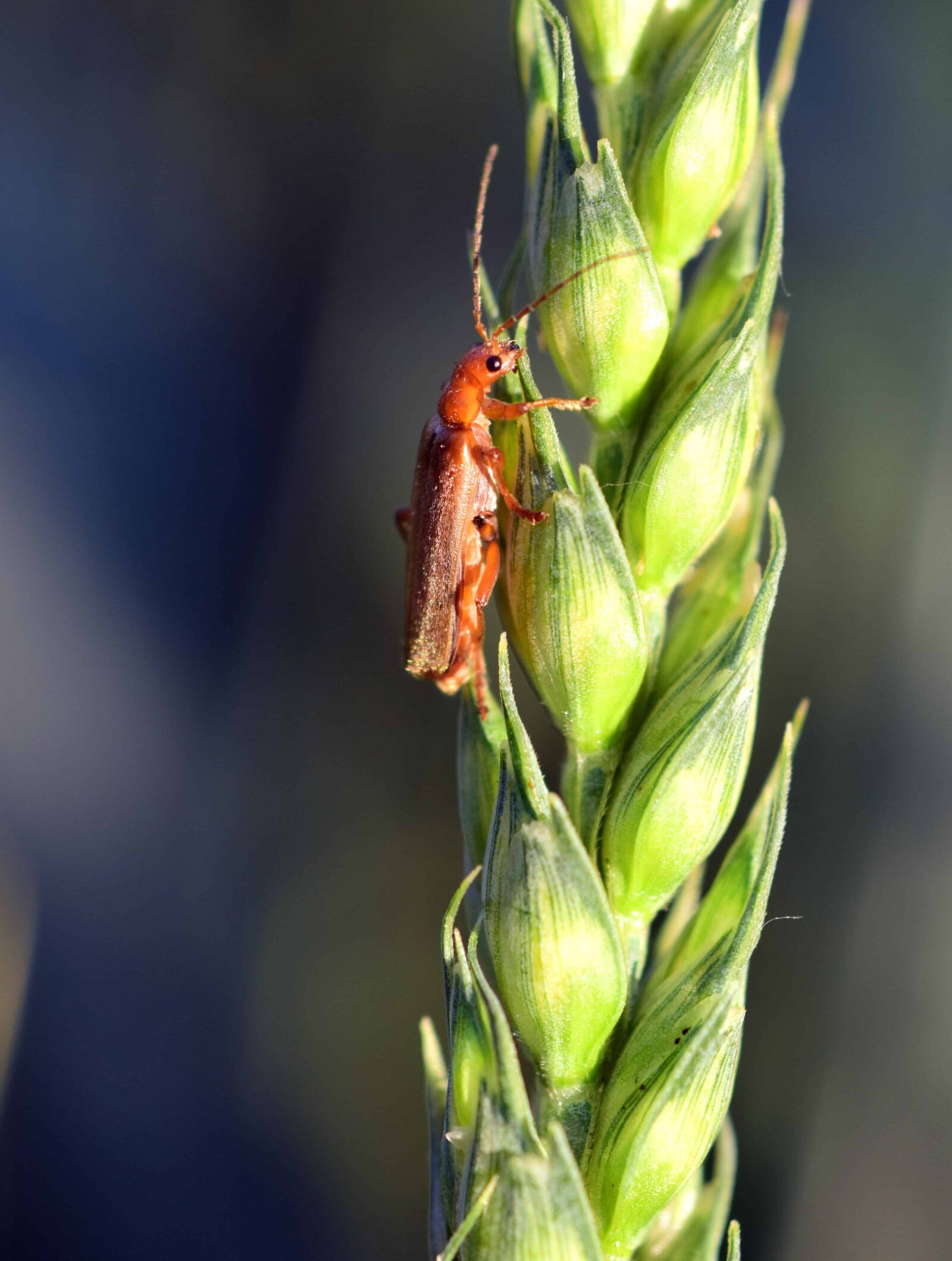 Nikon D3300 sample photo. Beetle, summer, insect, food photography