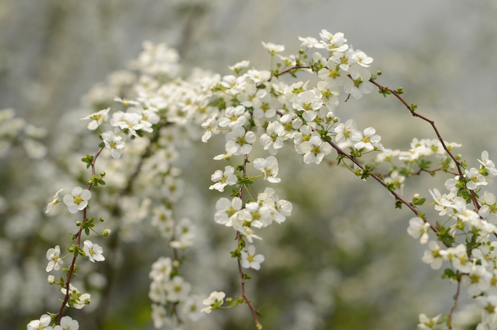 Nikon D3200 sample photo. Bird's flowers, plant, spring photography