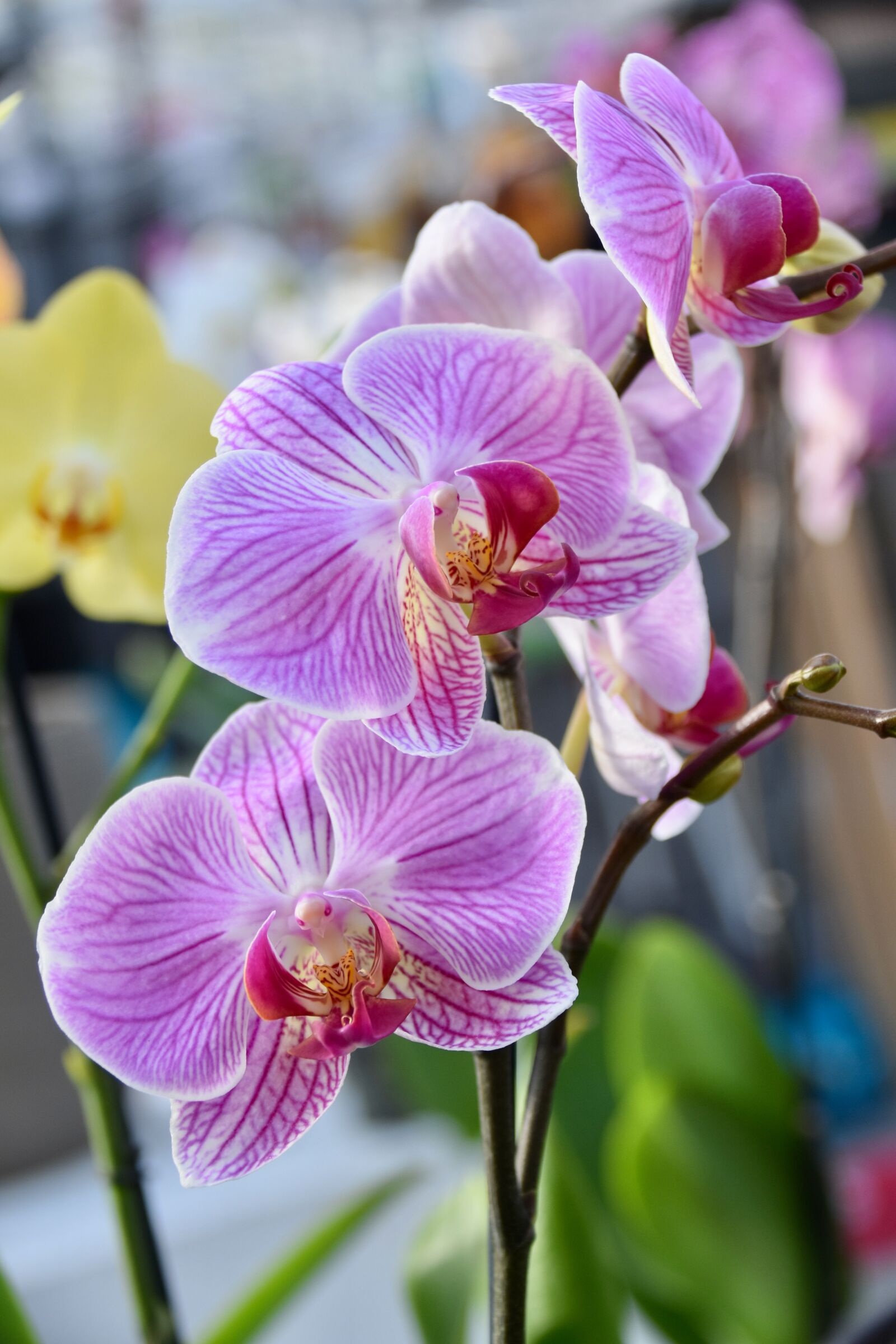 Nikon D5600 sample photo. Orchids, flower orchids, color photography