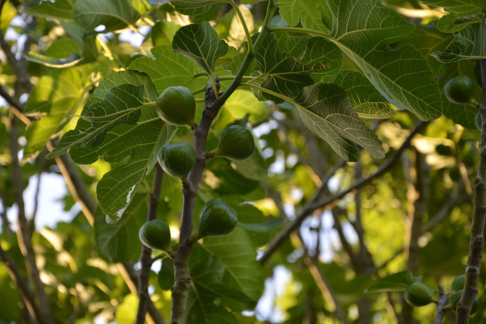 Nikon D5200 sample photo. Fig tree, figs, tree photography