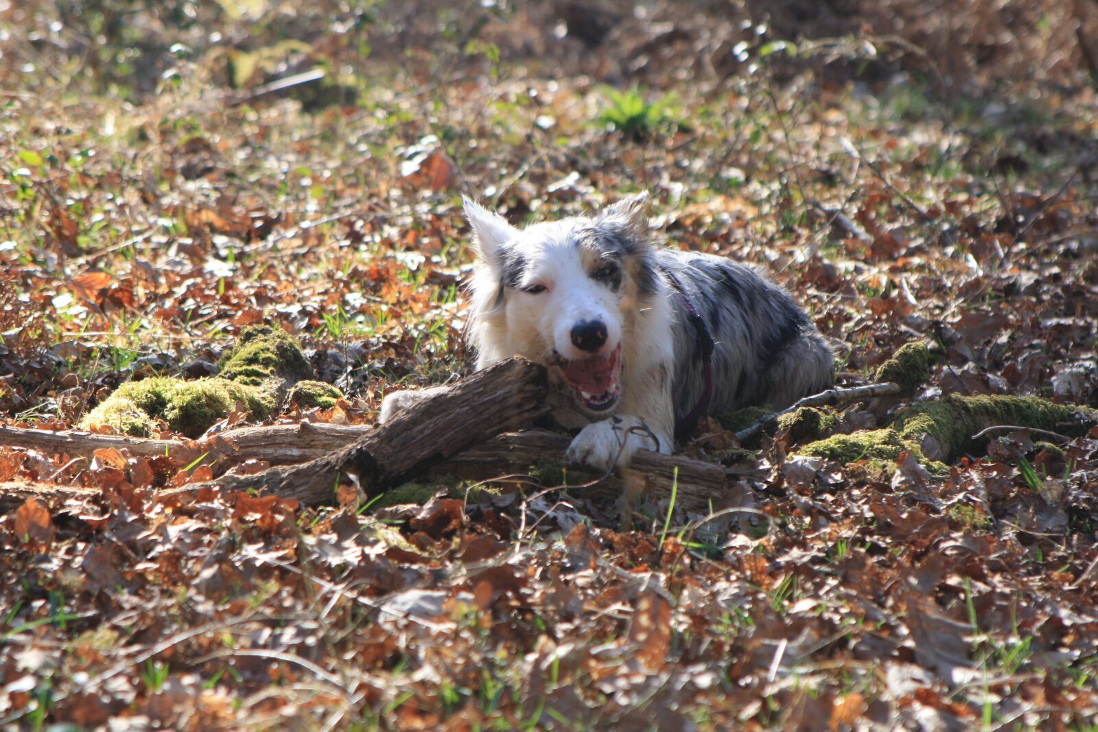 Canon EOS 1000D (EOS Digital Rebel XS / EOS Kiss F) sample photo. Collie, dog, cute photography