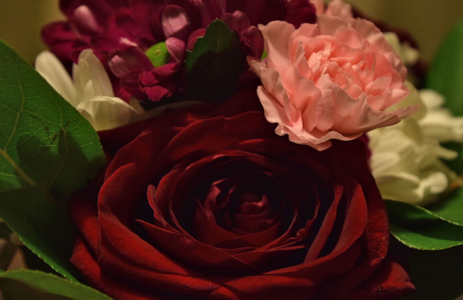 Nikon D3300 sample photo. Flowers, red, rose, rose photography