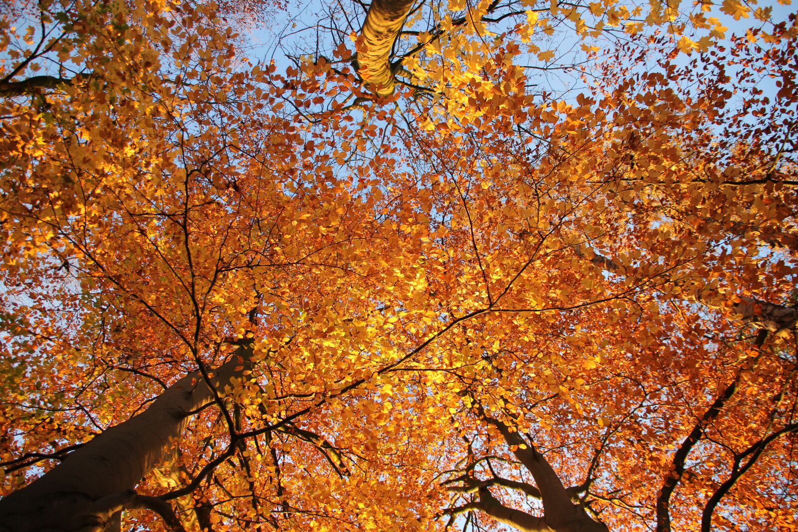 Canon EOS 550D (EOS Rebel T2i / EOS Kiss X4) sample photo. Leaves, sunshine, tree photography