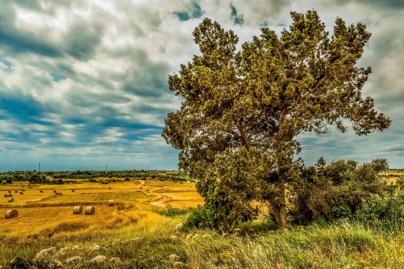 Nikon D3300 sample photo. Nature, tree, landscape photography