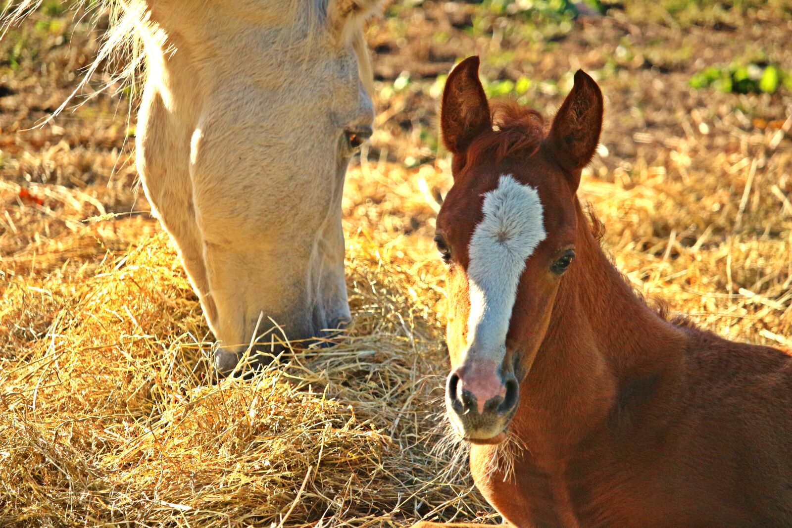 Canon EOS 100D (EOS Rebel SL1 / EOS Kiss X7) sample photo. Foal, horse, fuchs photography