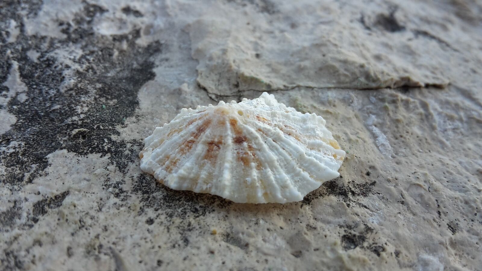 Samsung Galaxy S5 Mini sample photo. Sea, shells, rocks photography