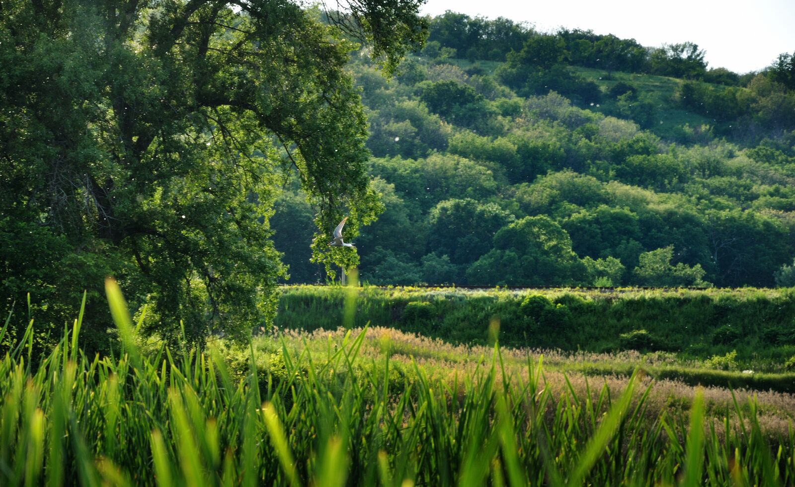 Nikon D90 sample photo