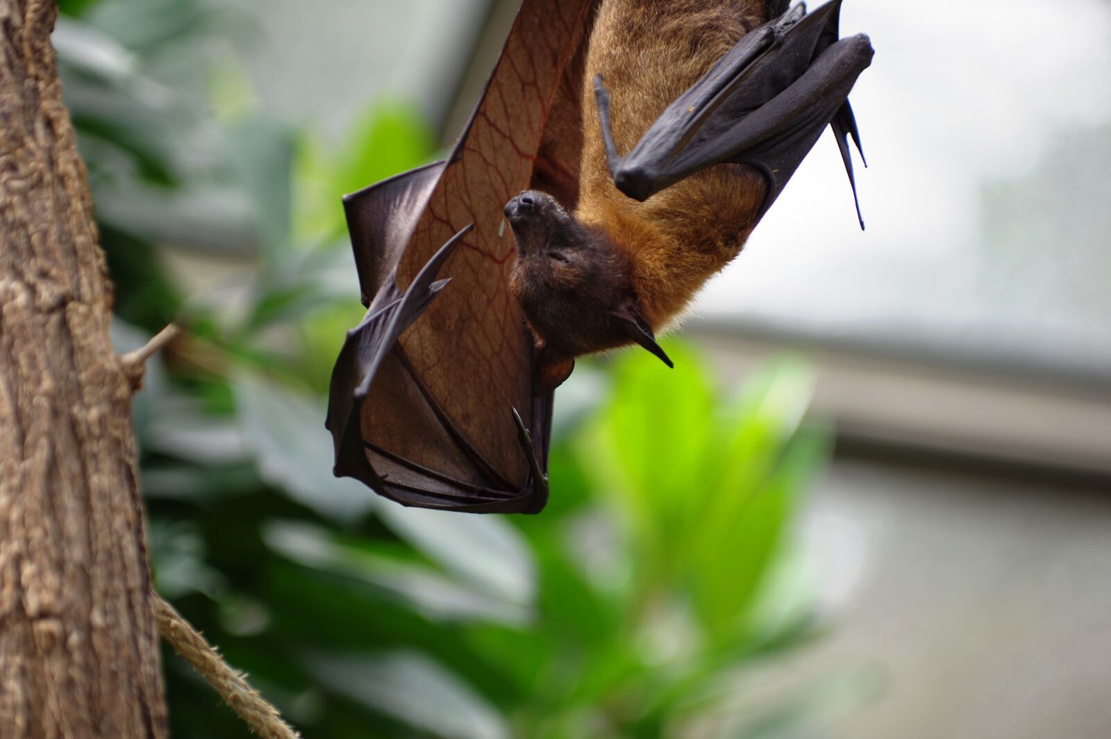 Pentax K-3 sample photo. Flying dog, zoo, bat photography