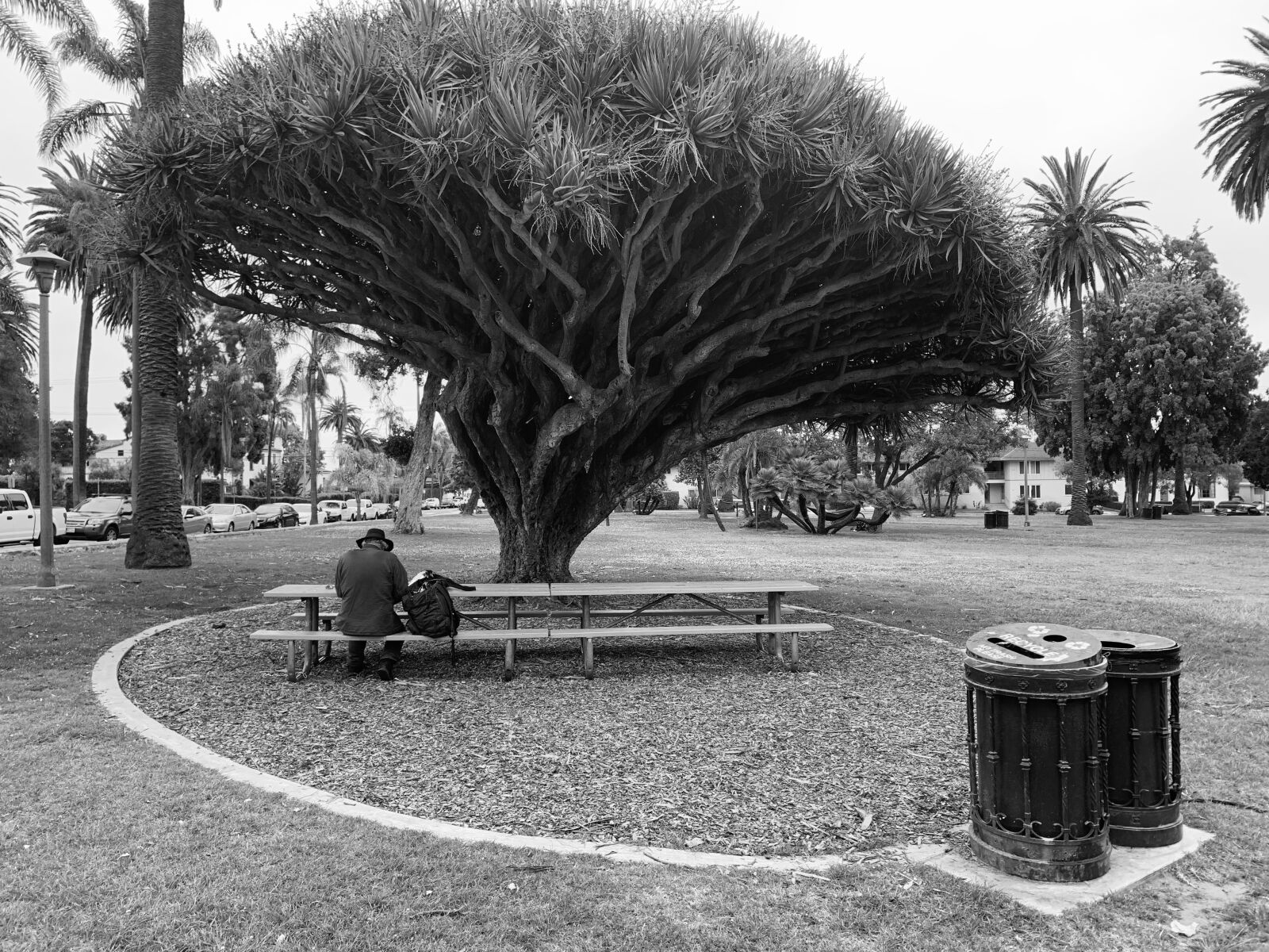 Apple iPhone XR sample photo. Park, tree, homeless photography