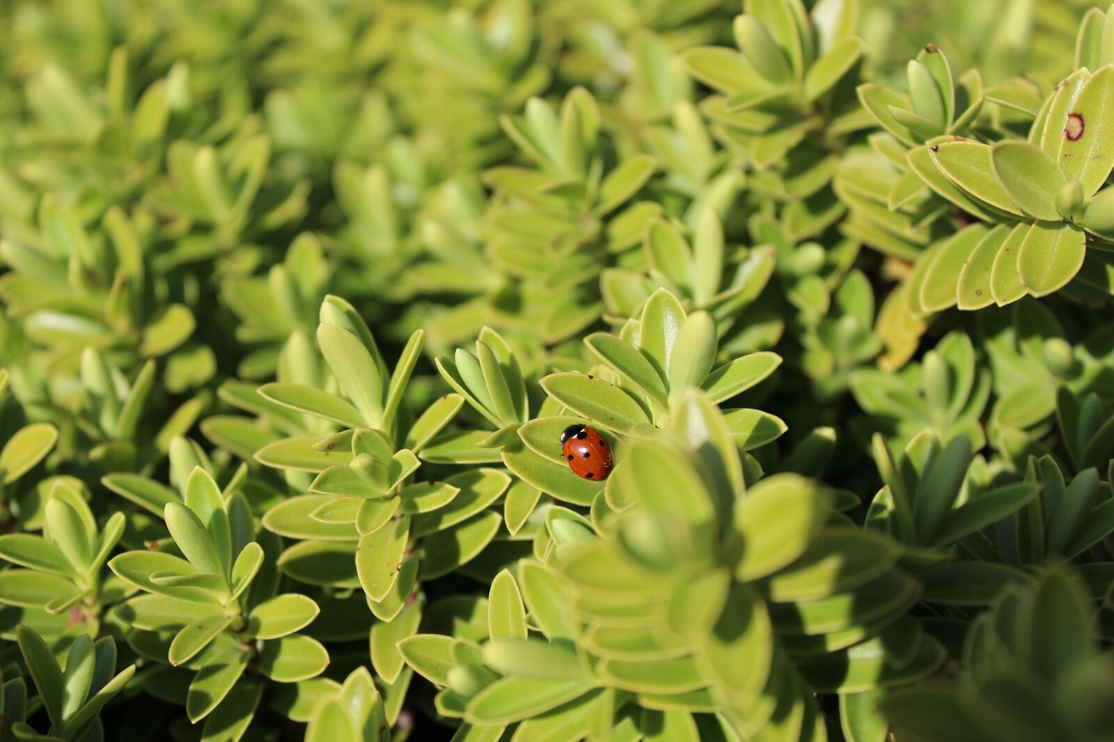 Canon EOS 1200D (EOS Rebel T5 / EOS Kiss X70 / EOS Hi) sample photo. Ladybug, animal, insect photography
