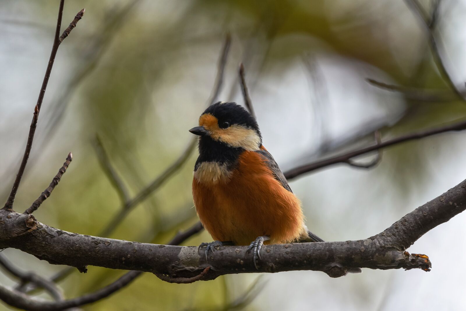 Nikon D7200 sample photo. Animal, forest, wood photography