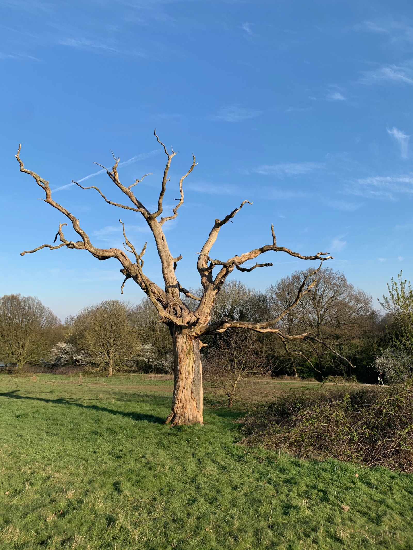iPhone XS back dual camera 4.25mm f/1.8 sample photo. Nature, tree, forest photography