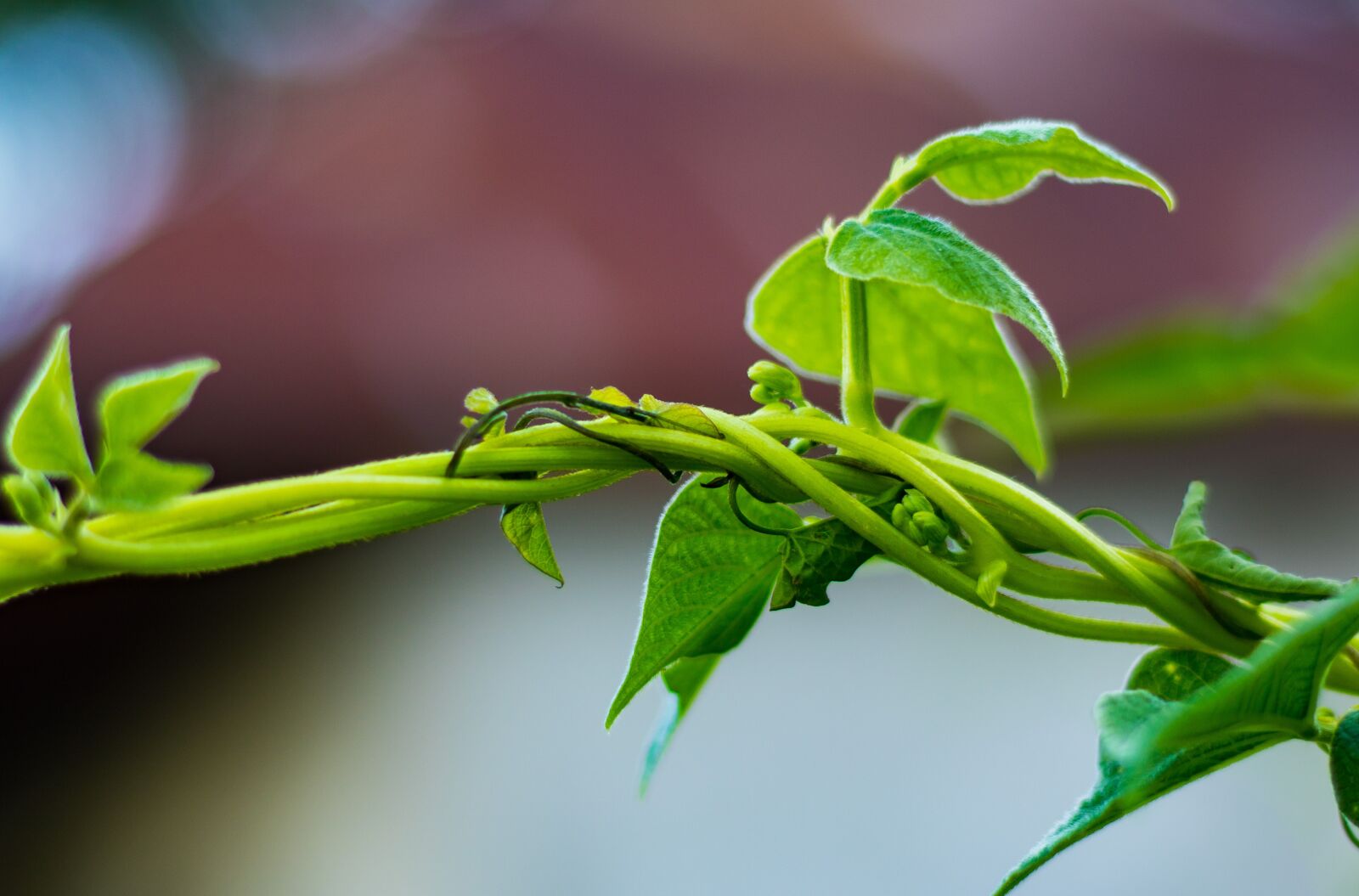 Canon EOS 7D Mark II sample photo. Nature, garden, green photography
