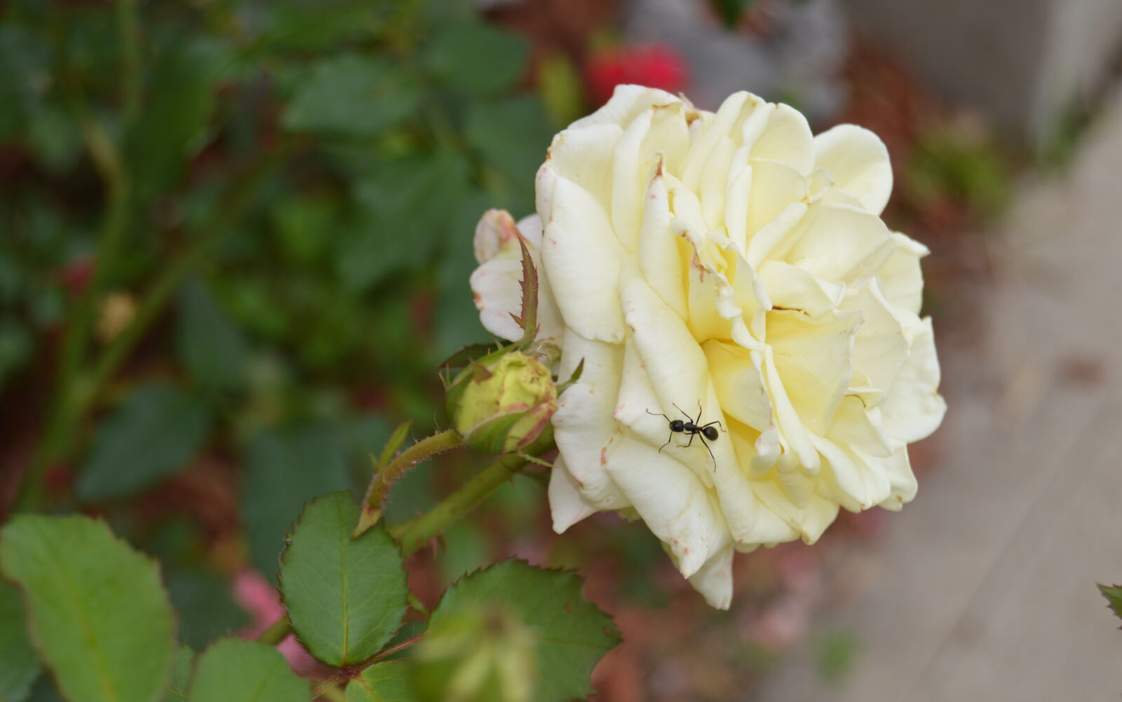 Nikon D3200 sample photo
