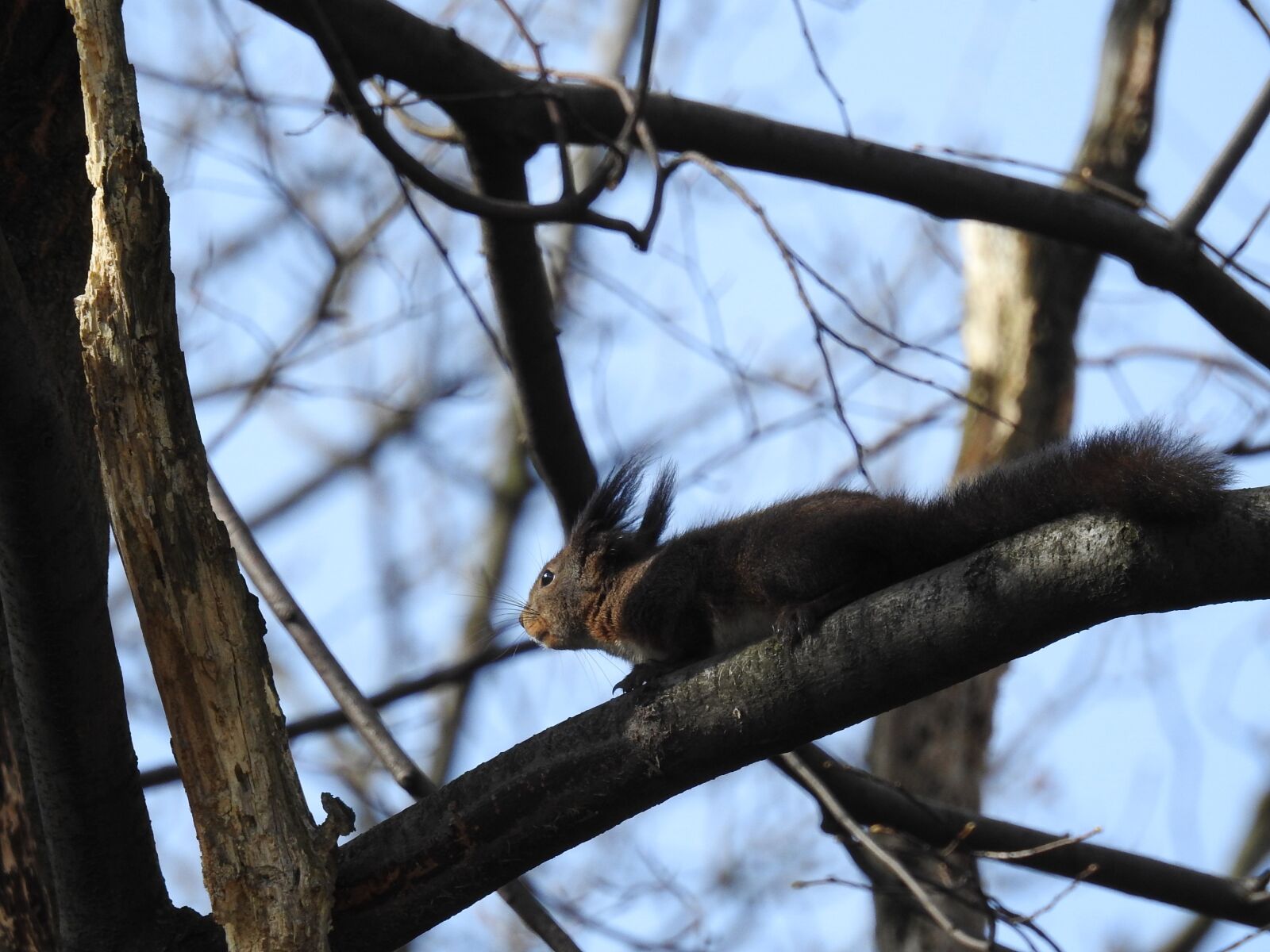 Nikon Coolpix P900 sample photo. The squirrel, the animals photography