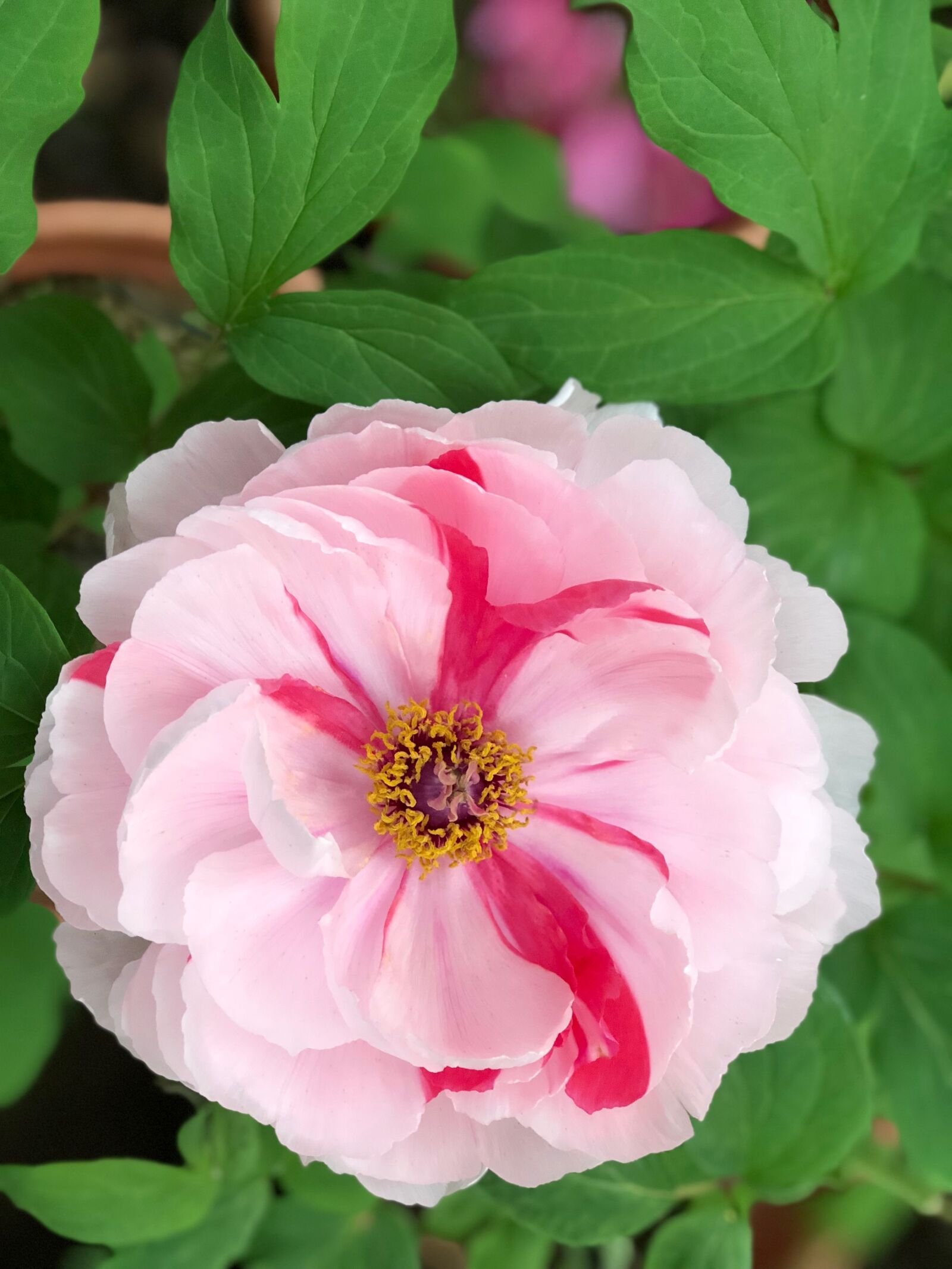 iPhone 8 Plus back dual camera 6.6mm f/2.8 sample photo. Flower, nature, plant photography