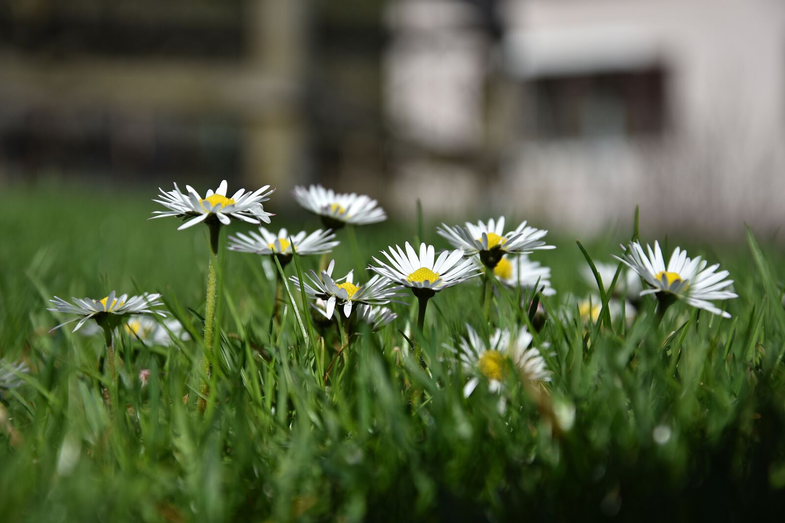 Nikon D3400 sample photo. Nature, flower, grass photography