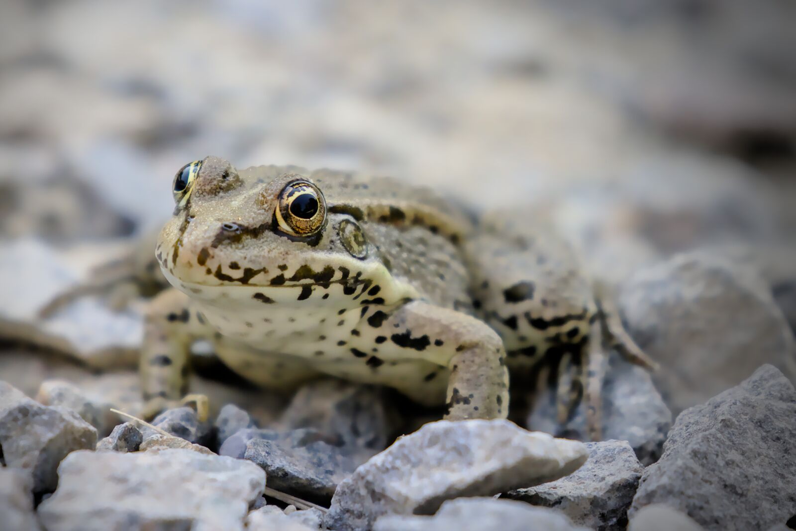 Canon EOS R5 sample photo. Frog, animal, amphibian photography