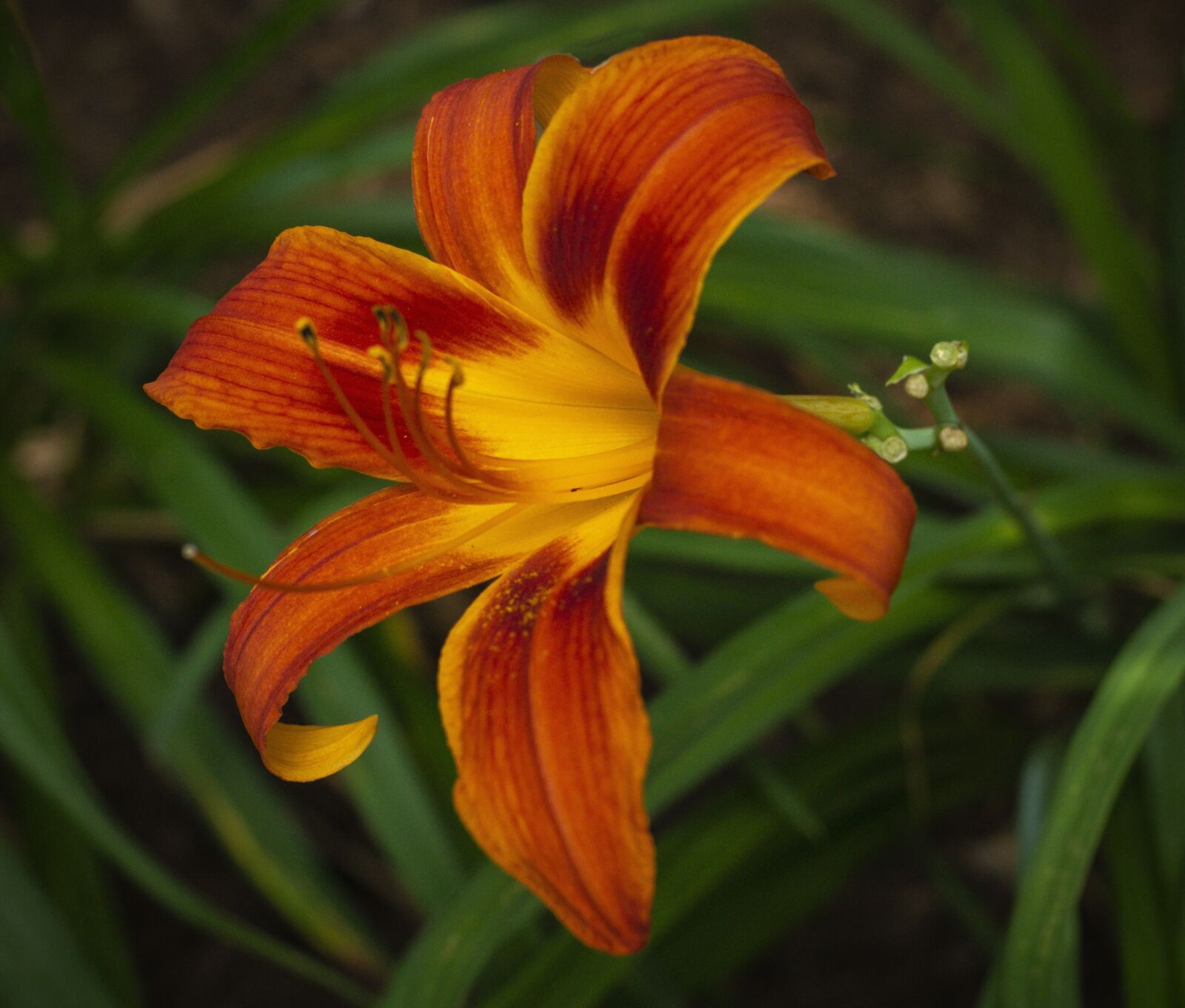 Sony SLT-A77 sample photo. Flower, lily, orange photography